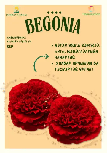 [290123016] Хайтан - Begonia "AmeriHybrid Улаан /бүрэлттэй/ 1000ш үр