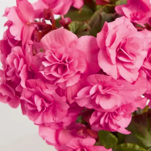 [290123018] Хайтан - Begonia "AmeriHybrid Ягаан өнгөтэй /бүрэлттэй/ 1000ш үр