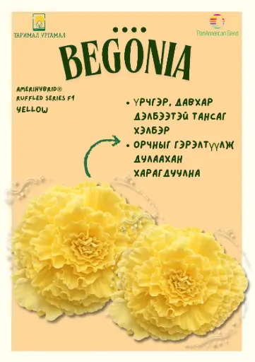 [290123020] Хайтан - Begonia "AmeriHybrid  шар өнгөтэй /бүрэлтгүй/ 1000ш үр