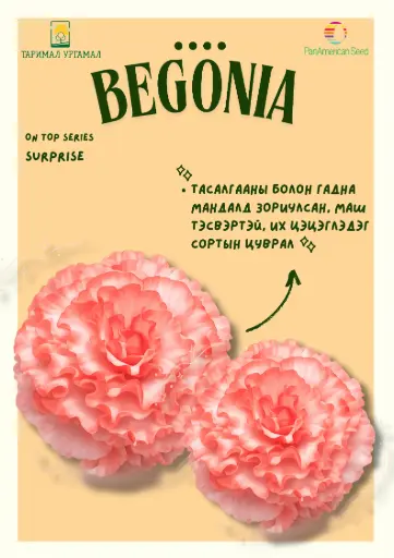 [290123021] Хайтан - Begonia "AmeriHybrid  сюрприз өнгө /бүрэлтгүй/ 1000ш үр