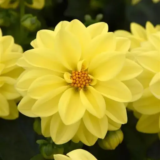 [290127012] Мандарваа -  DAHLIA /1935/ Фигаро цуврал Шар сүүдэрт  /бүрэлтгүй/