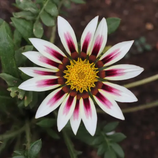 [290130010] Цолмон - Gazania Gaerth /883191/Шинэ өдөр цуврал Улаан ягаан судалт /бүрэлттэй/