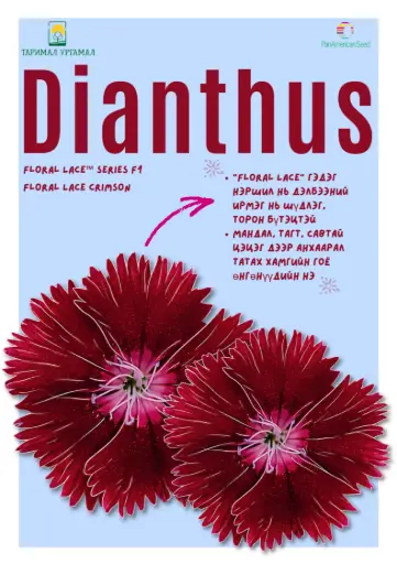 [290116010] Башир - Dianthus /1108320/ Флорал цуврал  Тод улаан /бүрэлтгүй/