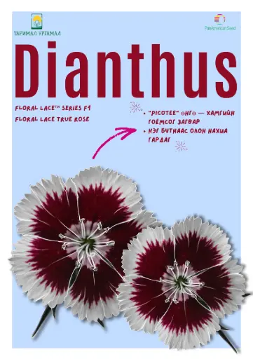 [290116011] Башир - Dianthus Флорал цуврал  Цагаан захтай ягаан голтой /бүрэлтгүй/