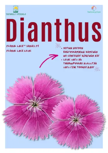 [290116013] Башир - Dianthus /96826/ Флорал цуврал  Цайвар ягаантай /бүрэлтгүй/ Lace lilac