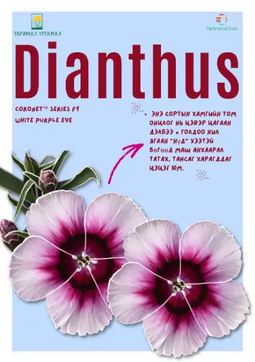 [290116015] Башир - Dianthus /1443787/ Коронет цагаан ягаан нүдэн /бүрэлттэй/ White purple eye