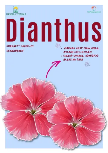 [290116016] Башир - Dianthus /1067732/ Коронет цуврал Гүзээлзгэнэ /бүрэлттэй/