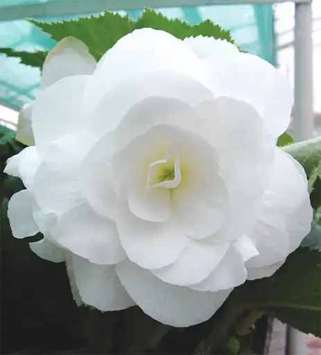 [290123024] Хайтан цэцэг Бегония Е043 Белая цагаан