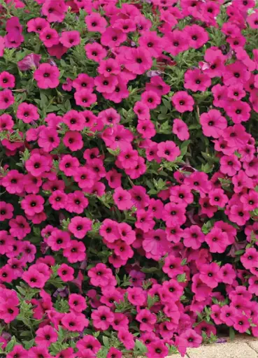 [290122100] Хун цэцэг Петуния E315 Парпл Вельвет F1